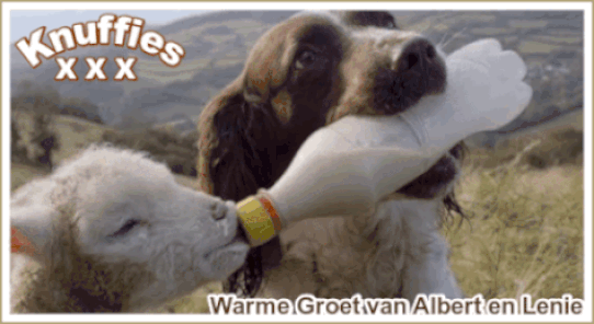 An den Beitrag angehängtes Bild: https://i.postimg.cc/tCMKNMWs/Hond-doet-lammetje-melk-voeren-groetjes-Knuffies.gif