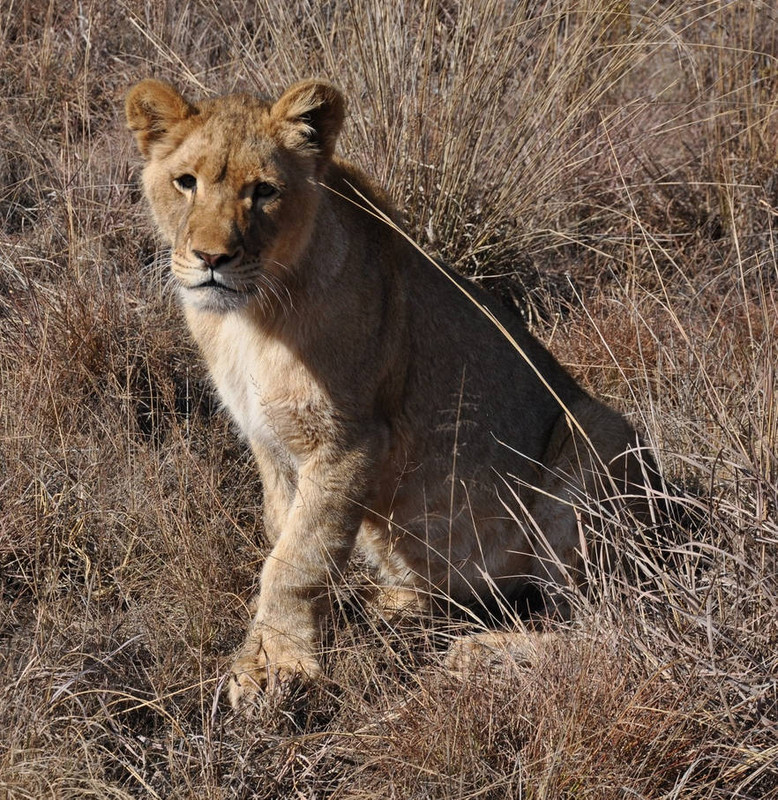 young-lioness-stock-by-kridah-stock-d6jtiet-pre.jpg