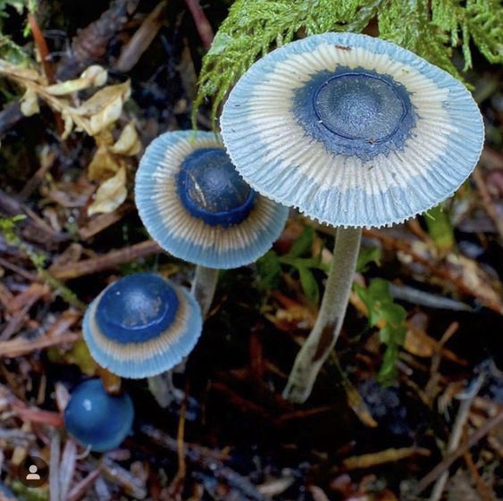 bluemushrooms.jpg