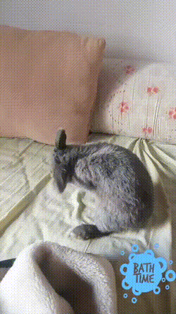 bloggif-67e3dd0a22b00.gif