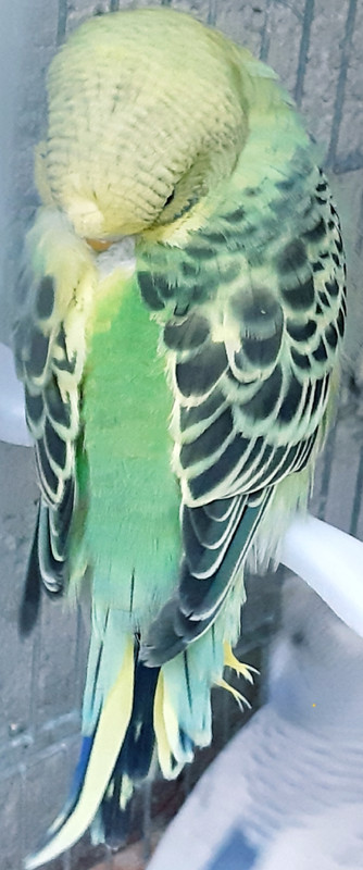 ٢?١٩?٤١?_١٤٢٩٤٧