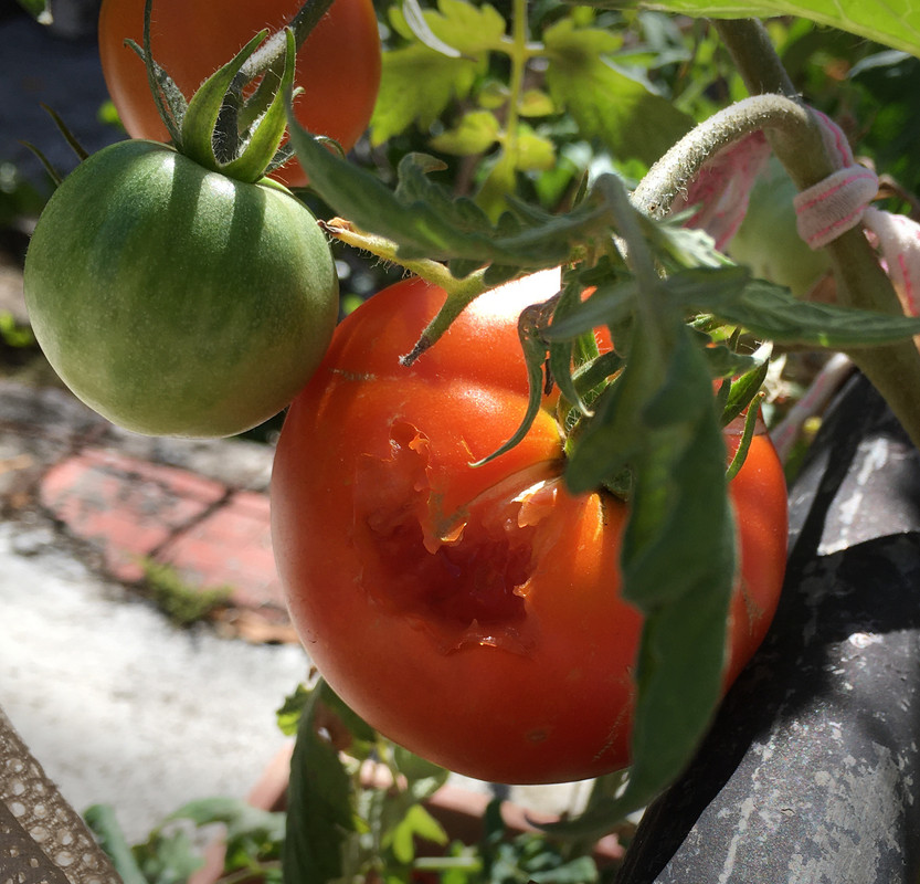 Tomate grignotée 30mars2020