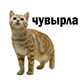 https://i.postimg.cc/tCSJCsTq/file-92754883-copy.png