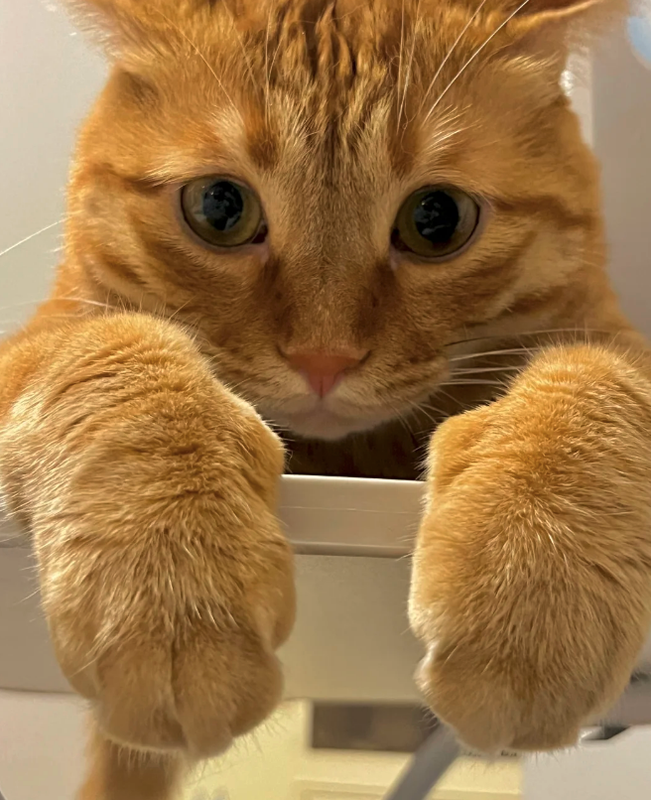 cat 41