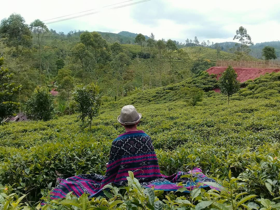 Kebun Teh Taraju
