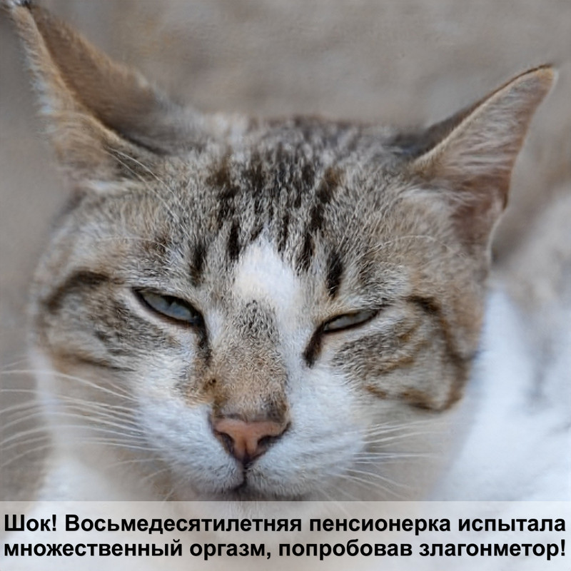 обычный кот