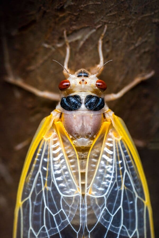 Cicada.jpg