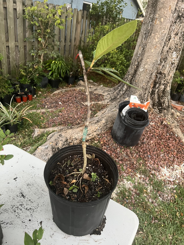 5EF9BA44-B42F-49D4-9C13-BD5AC5A68432