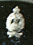 Кокарда 3