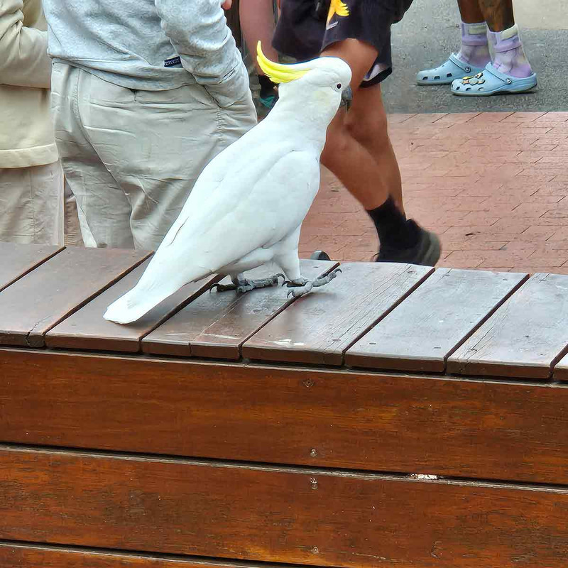 Sulphur crested cockatoo