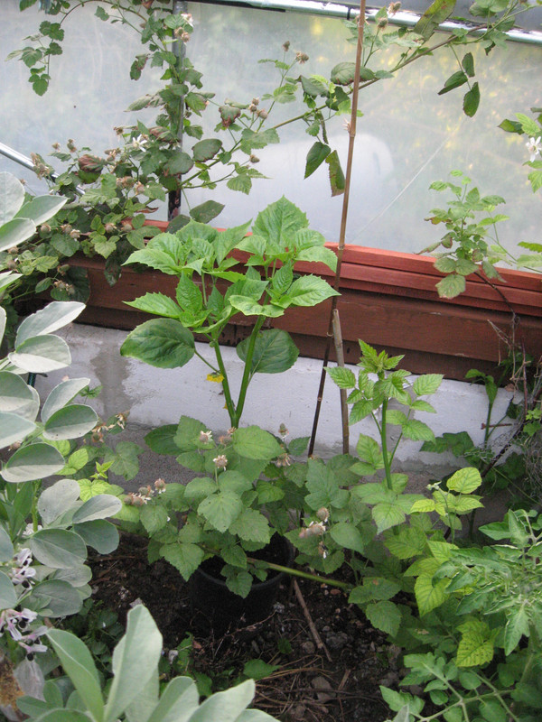 garden May 2018 010