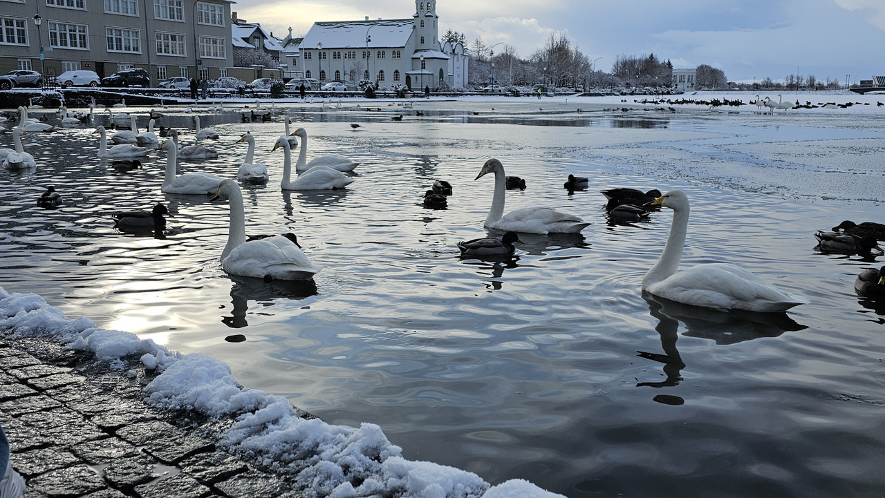 往前走有天鵝湖