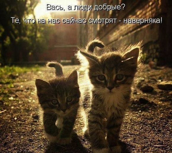prikolnye-kartinki-pro-koshek-s-nadpisyami-32.jpg