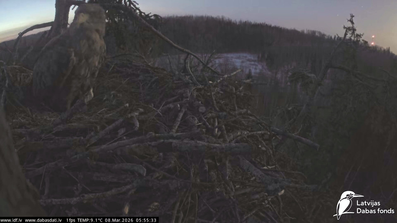 Jūras ērgļi (Haliaeetus albicilla) Durbē 20260308 045745 035