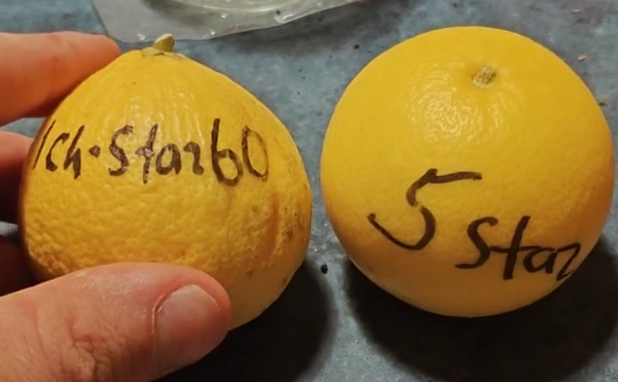 Citrus ichangstar60 v 5Star