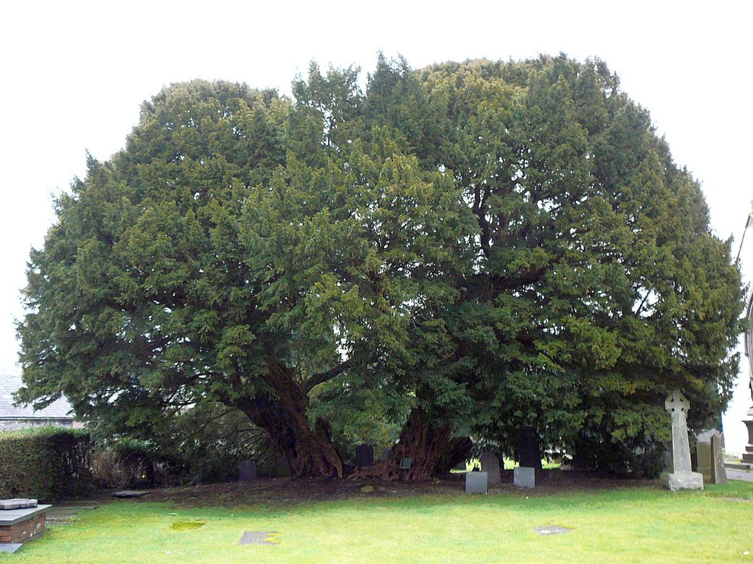 albero tasso a Llangernyw in Galles
