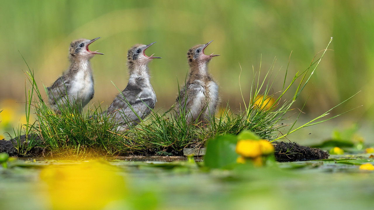 Jonge zwarte sterns