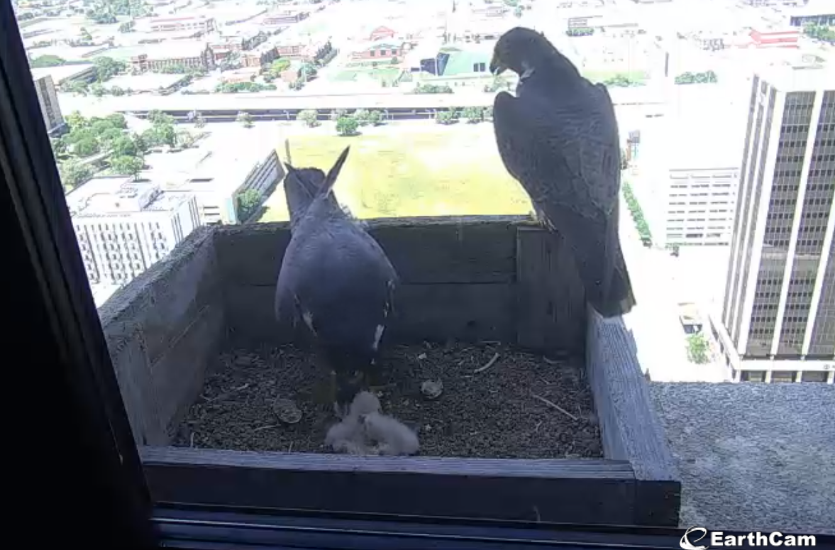 EarthCam   Falcon Cam   Omaha  NE