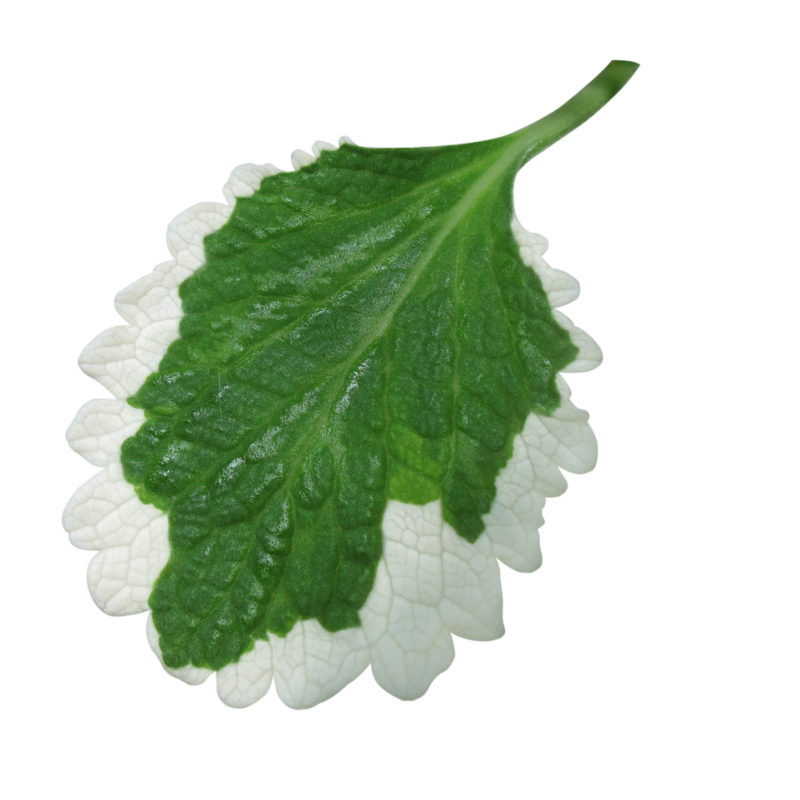 0_1c17b4_e8d0db42_orig