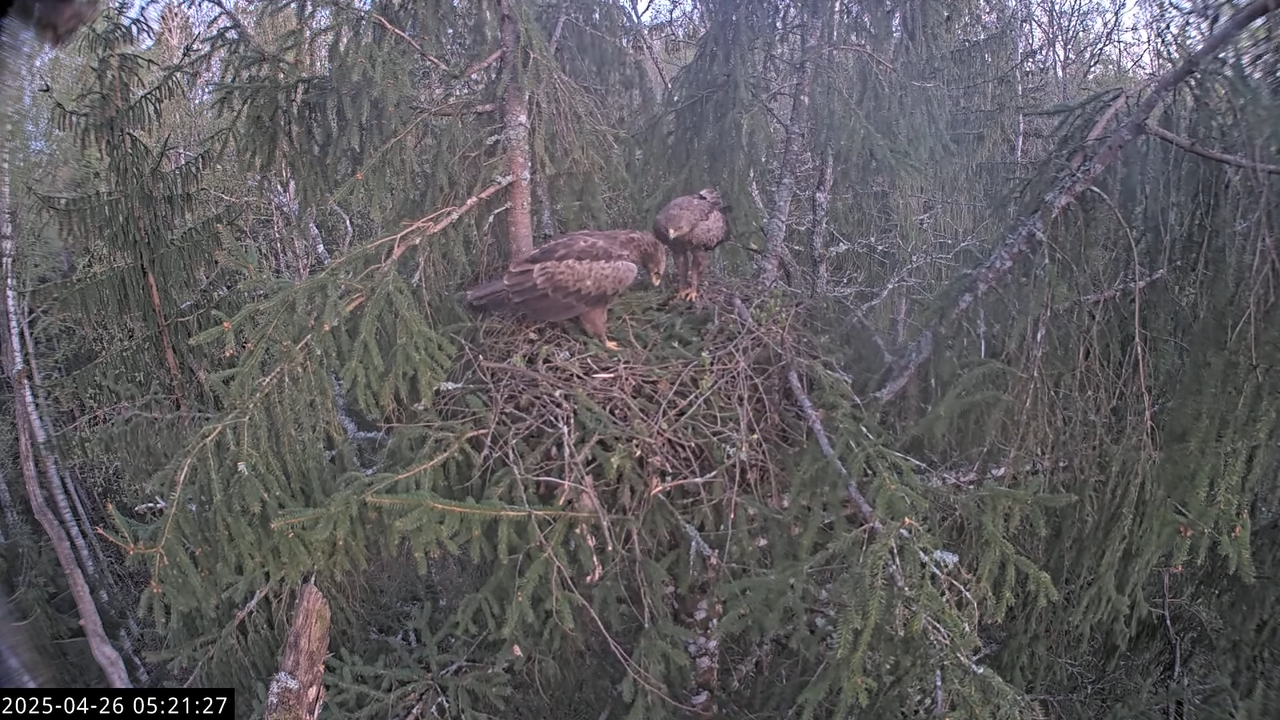 LVM mazais ērglis Lisiņa, egle2 – Lesser Spotted Eagle 8-2-2 screenshot