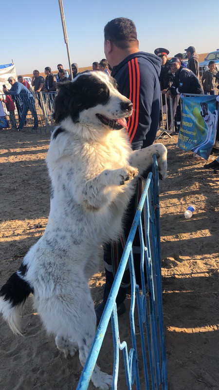 Паровоз до 58 взрослый прошло на второй тур (Атырау)