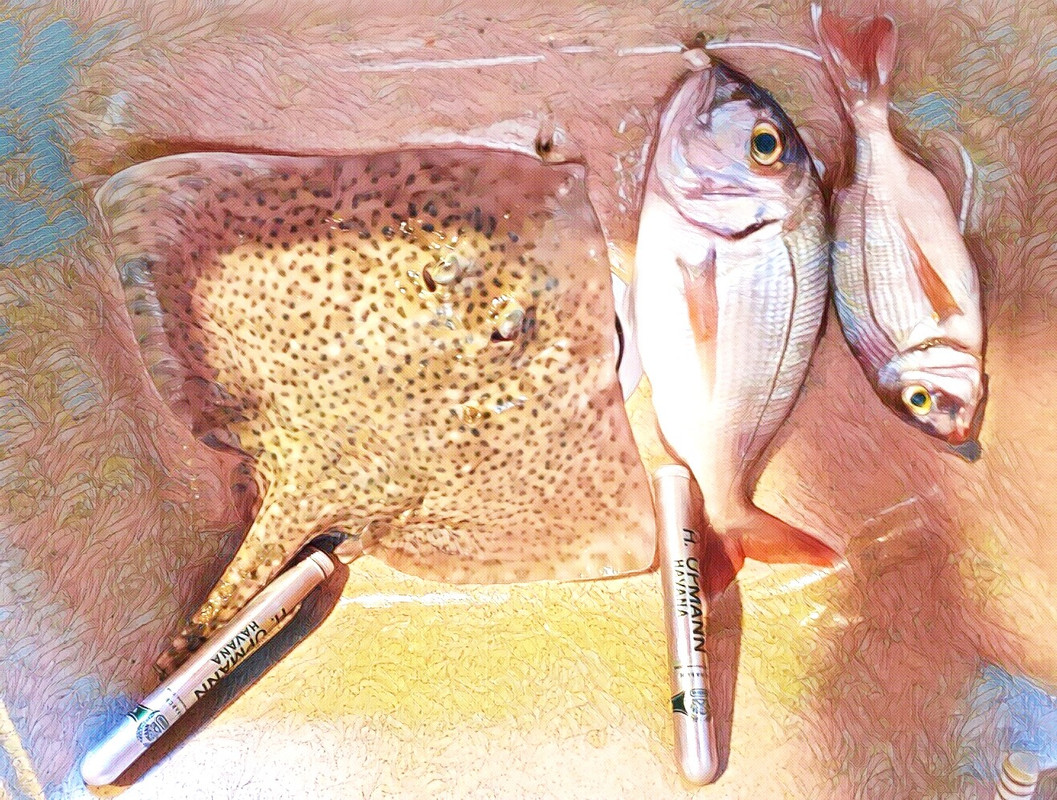 σαλάχι-φαγγριά