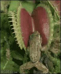 COEI.gif