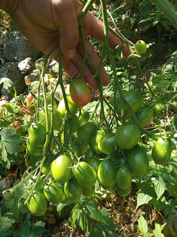 ?оз манисто — Postimages