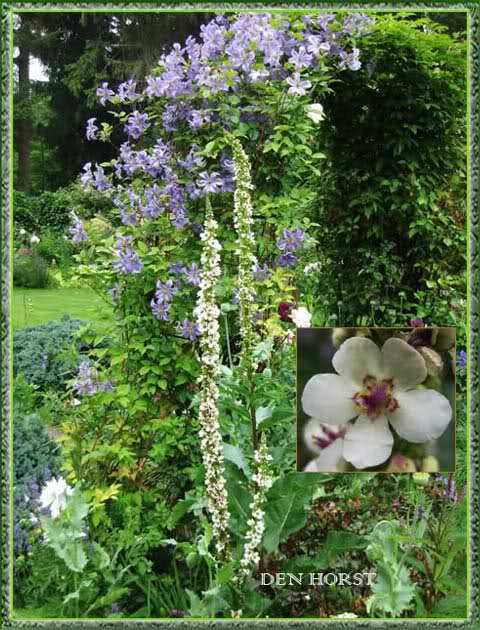 VERBASCUM-CHAIXII-ALBUM-TOORTS