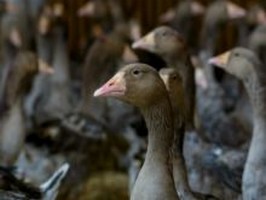 МХП закрывает Снятинскую птицефабрику