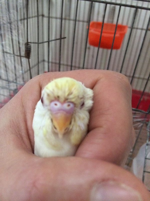 صورة