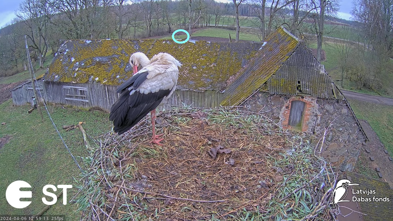 Baltie stārķi (Ciconia ciconia) Tukuma novadā - LDF tiešraide __ White storks in Tukums, Latvia 16-0