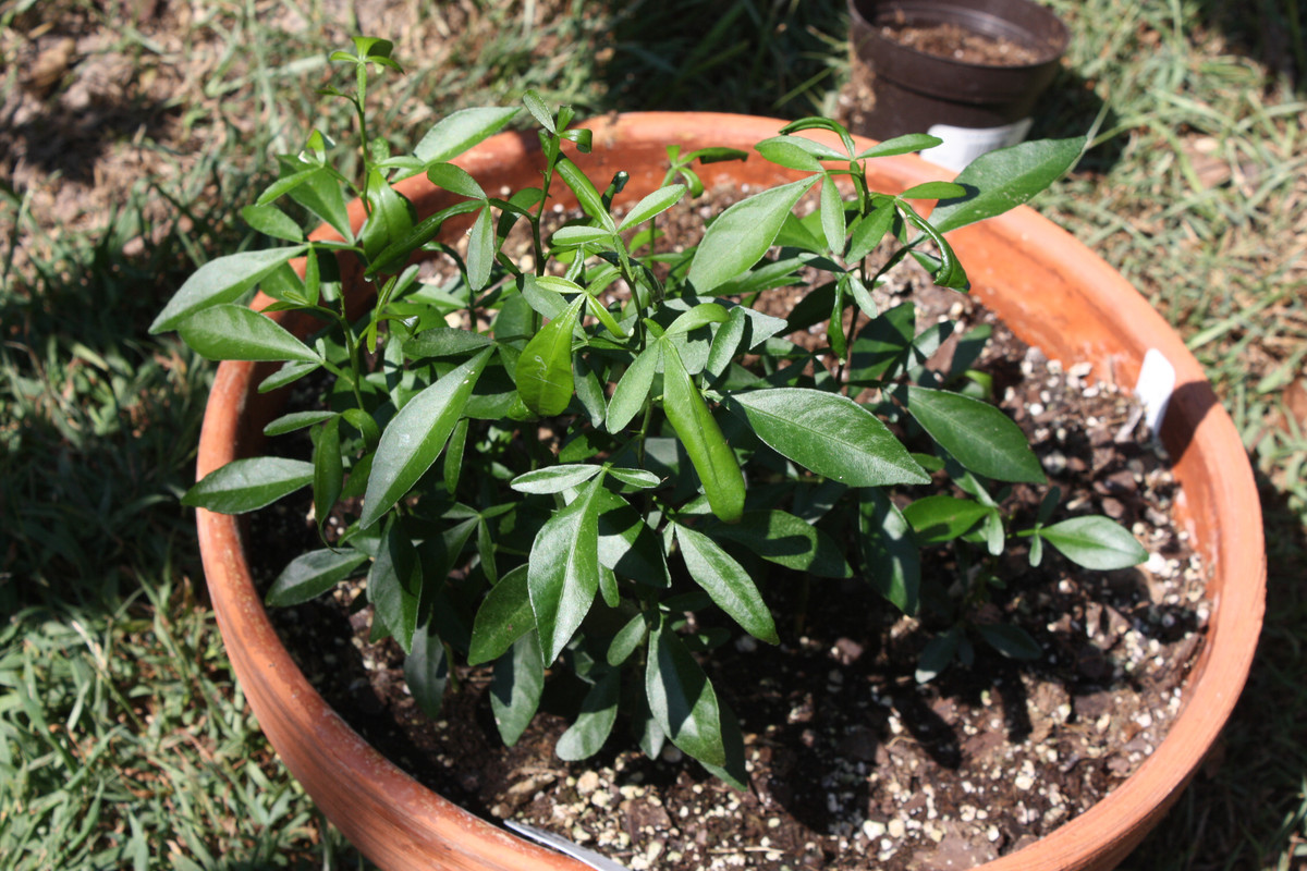Thomasville seedlings