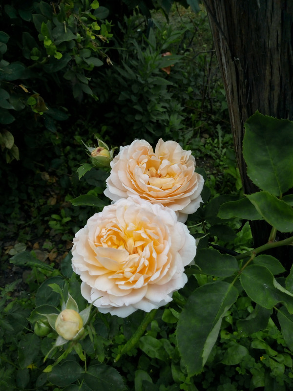 IMG_20190602_130035813