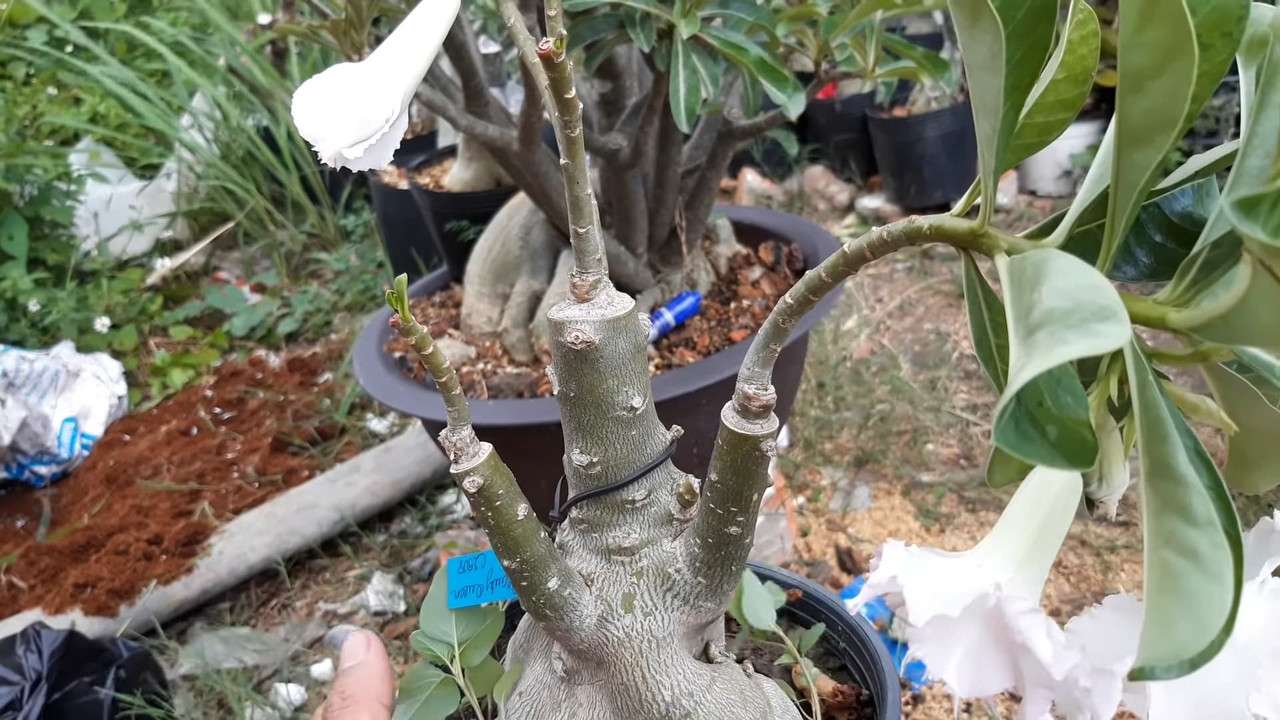 grafted-branches-adenium-drooping.jpg