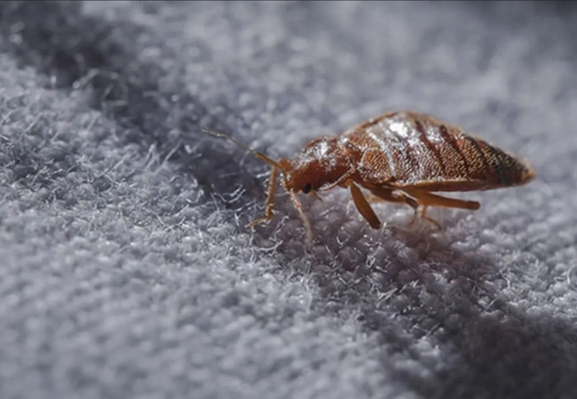 ¿Chinches en la ropa? Esta es la forma correcta de lavarla para eliminarlas