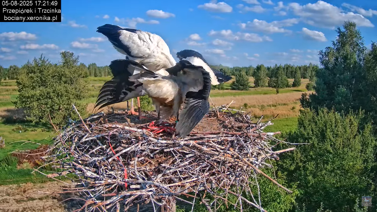 05082025bociany23