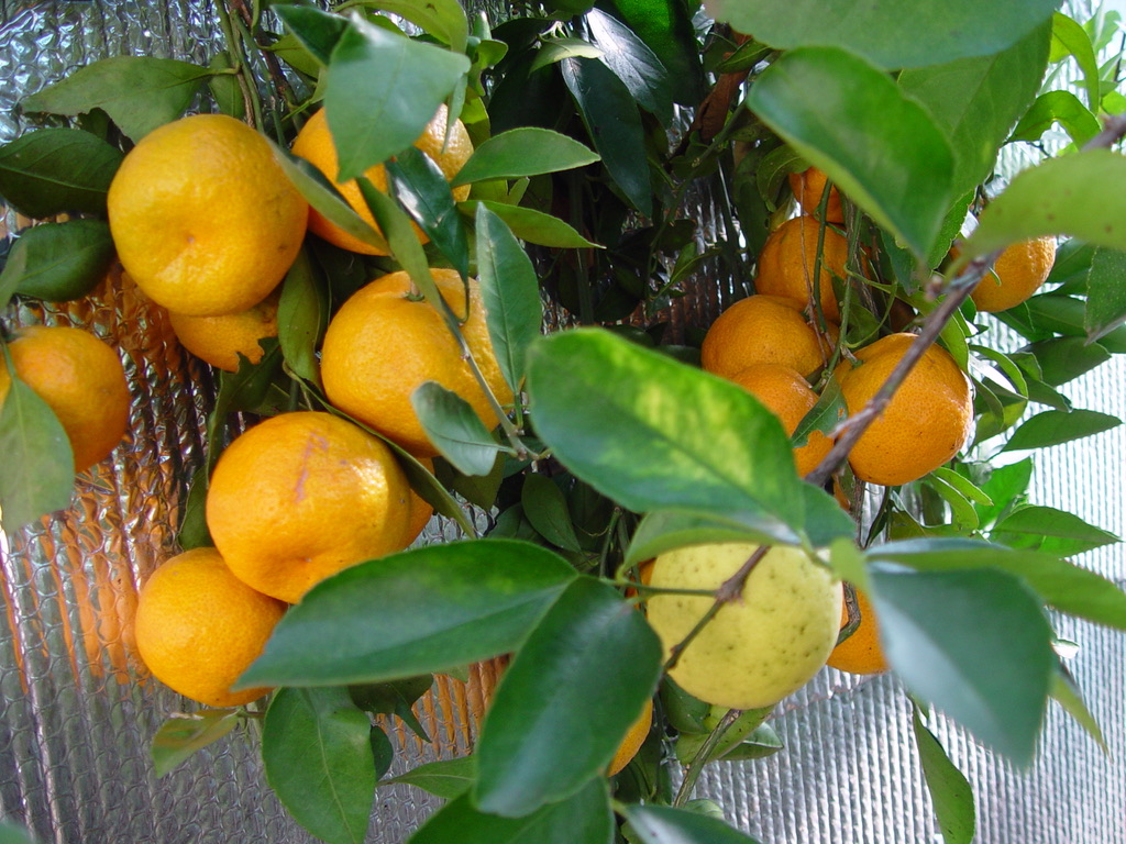 5CA6E1B0-FCEB-4441-9C68-FE38326AEDD7_1_105_c