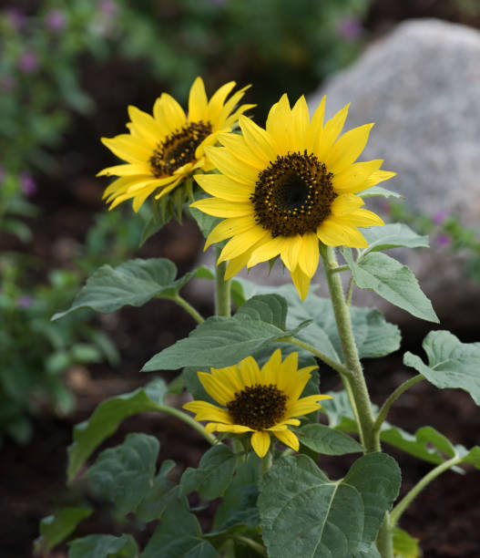 three small sunflowers enrich a garden