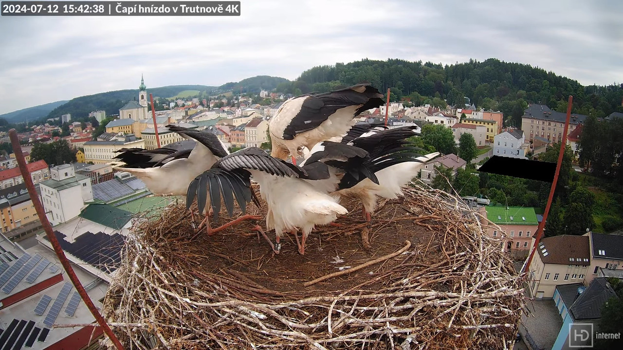 Tiešraidē no stārķa ligzdas uz alus darītavas skursteņa Trutnovā 11-4-23 screenshot