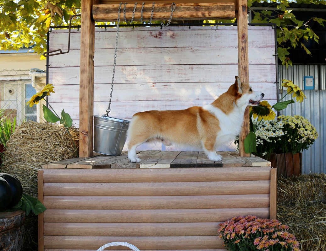 IMG_0094 10.10.21 Олаф