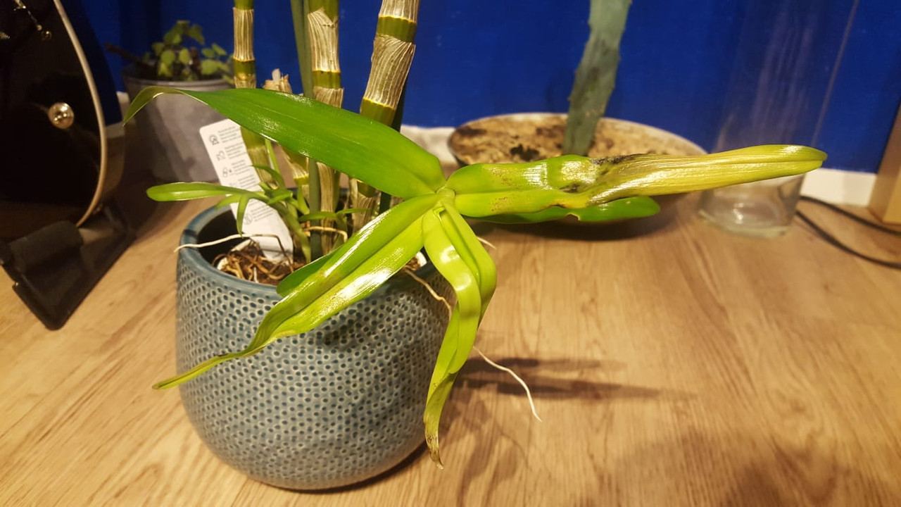 WhatsApp Image 2019-02-01 at 20.55.09(1)