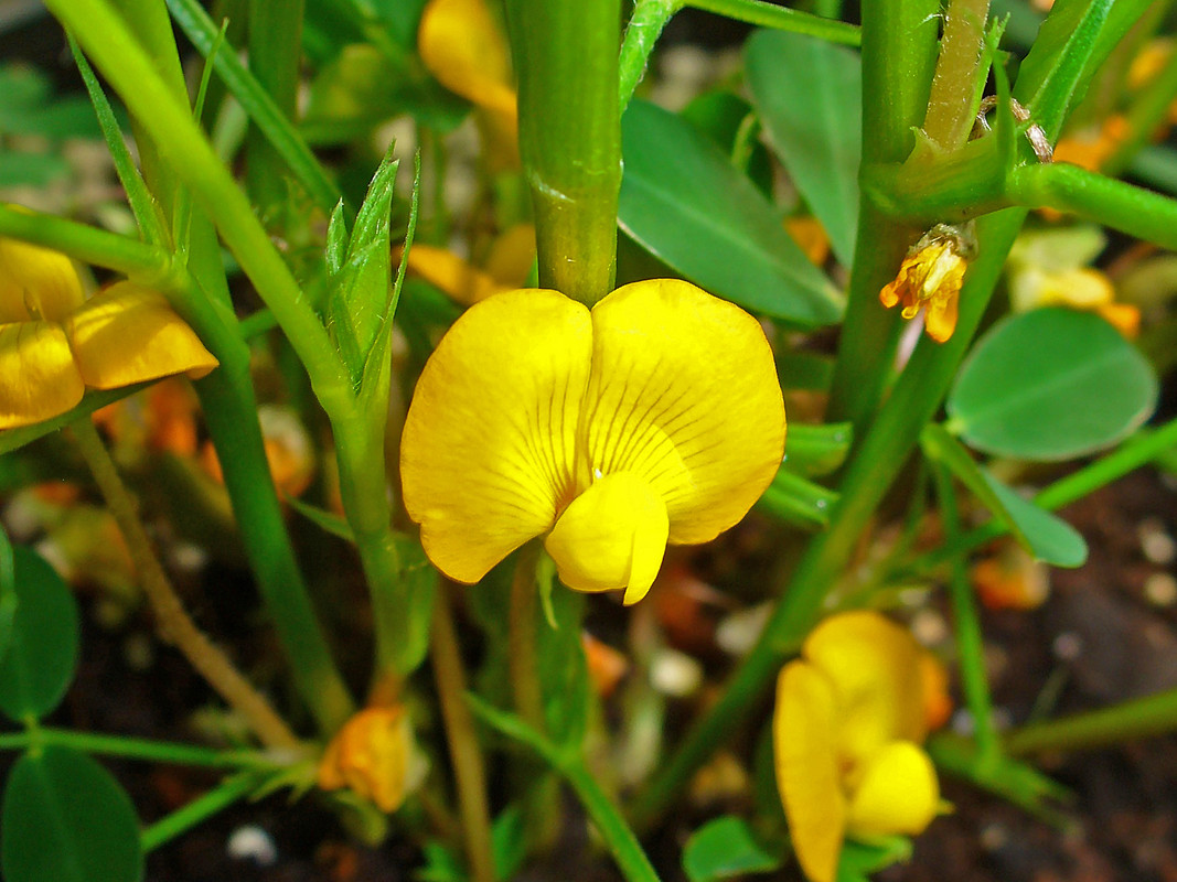 Arachis_hypogaea_003