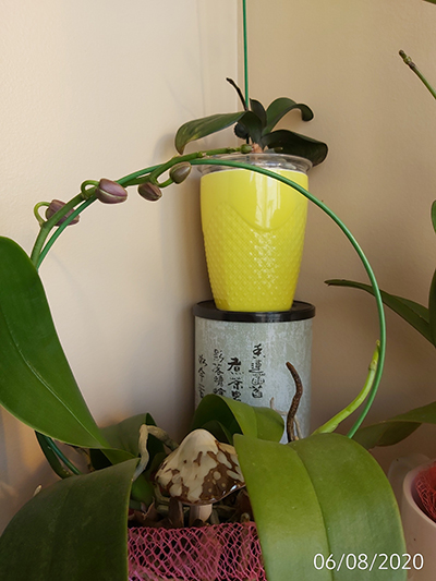 [Image: IMG-20200806-152253.jpg]