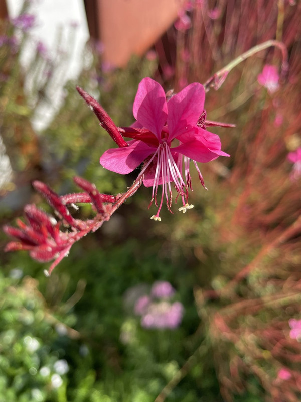 E804DD0E-B935-48CF-9417-3DC30EA1D00F_1_105_c