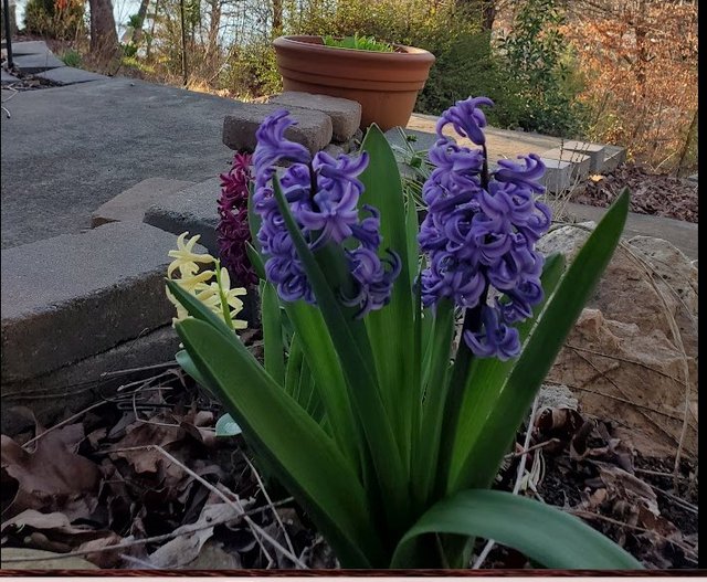 [Image: 20240302-Hyacinthus.jpg]