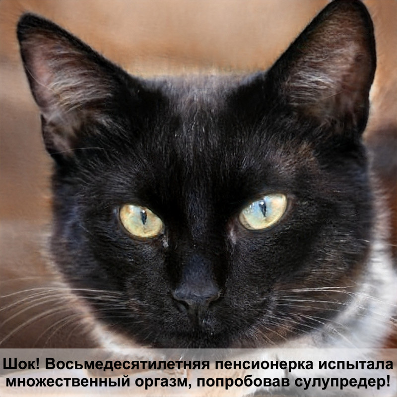 британская кошка серебристого окраса