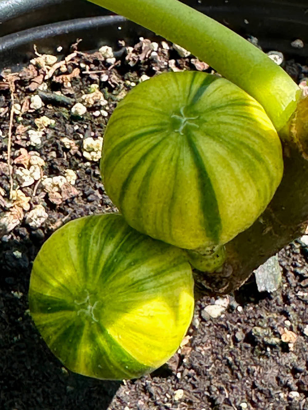 figs-30.jpg