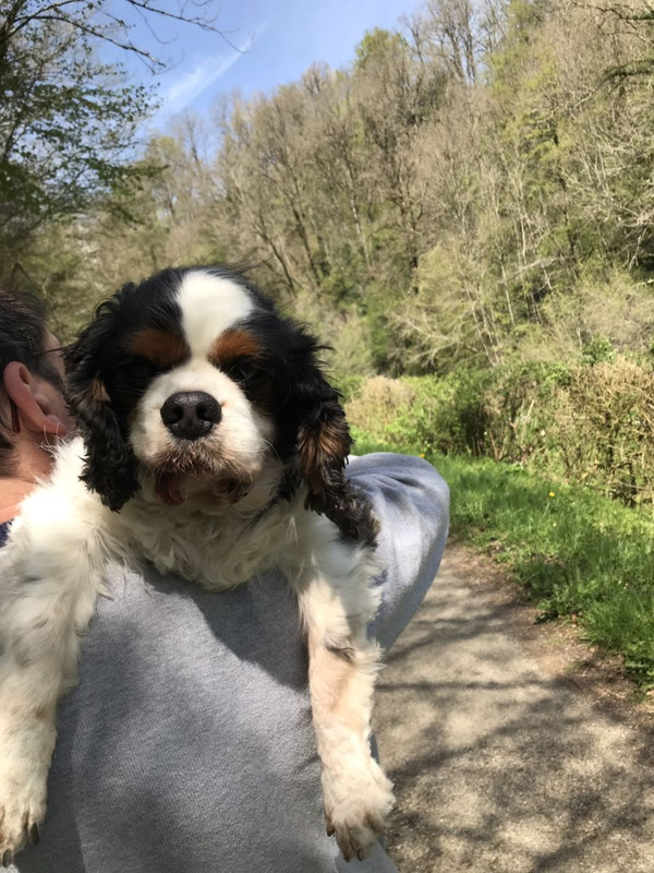 кинг на маниф2