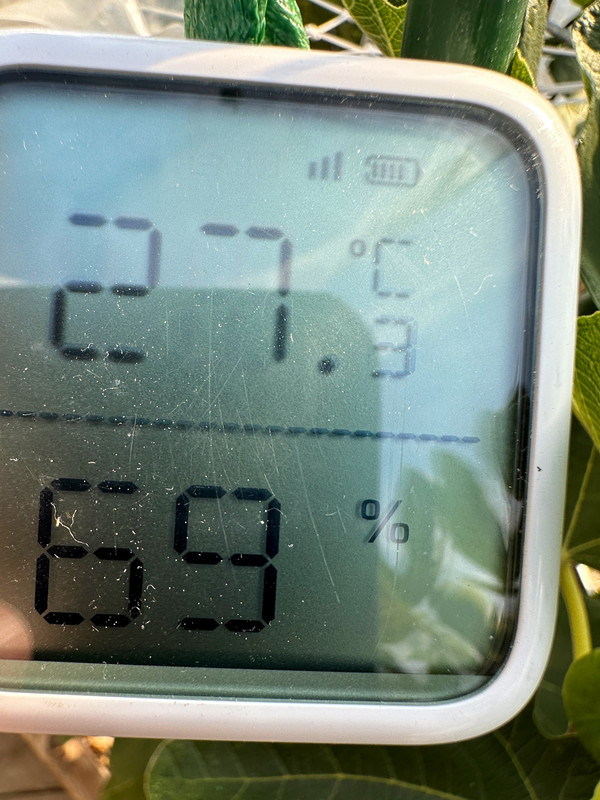 figs-385.jpg